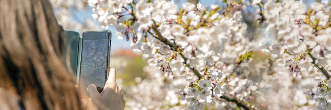 Die Frau macht mit ihrem Telefon Fotos von blühenden Bäumen im Rivierenland.